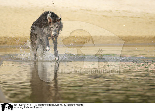 running Irish Wolfhound / KB-01714
