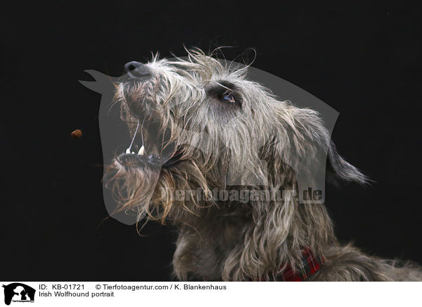 Irish Wolfhound portrait / KB-01721