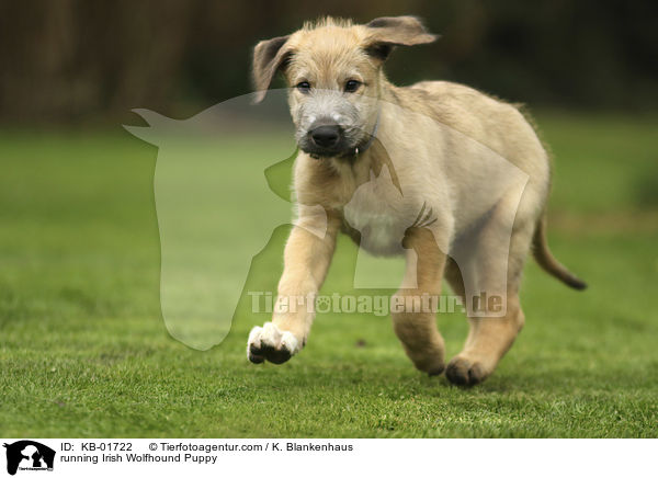 running Irish Wolfhound Puppy / KB-01722