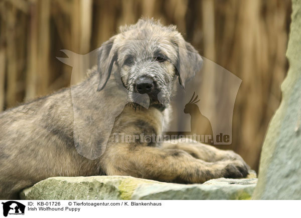 Irish Wolfhound Puppy / KB-01726