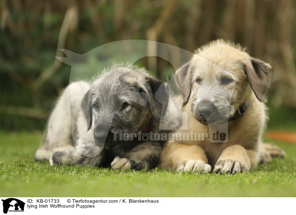 lying Irish Wolfhound Puppies / KB-01733