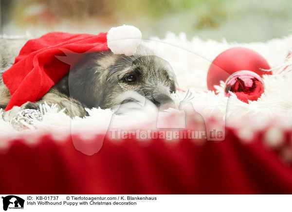 Irish Wolfhound Puppy with Christmas decoration / KB-01737