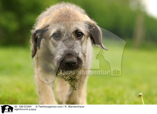 sighthound puppy / KB-02364