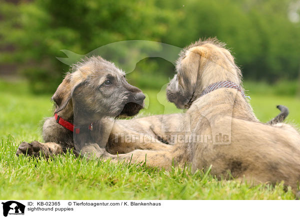 sighthound puppies / KB-02365