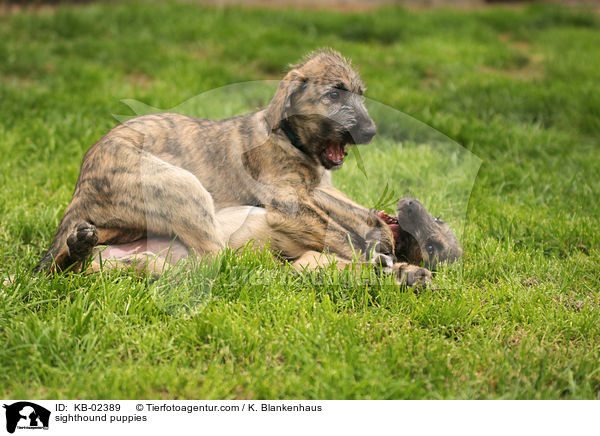 sighthound puppies / KB-02389