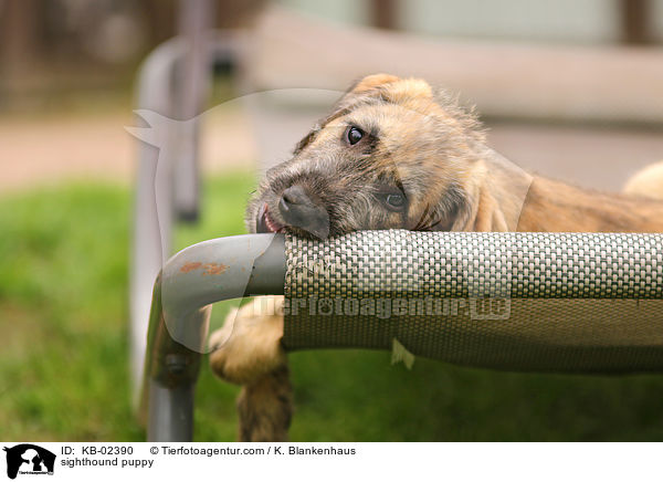 sighthound puppy / KB-02390