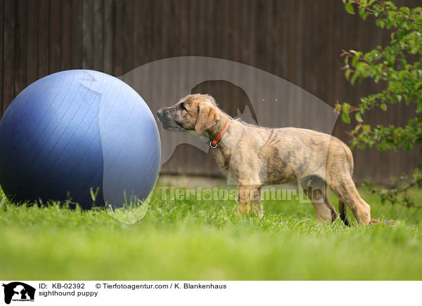 sighthound puppy / KB-02392