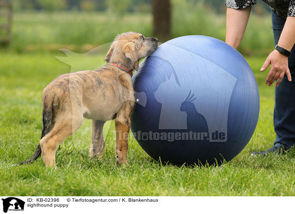 sighthound puppy / KB-02396