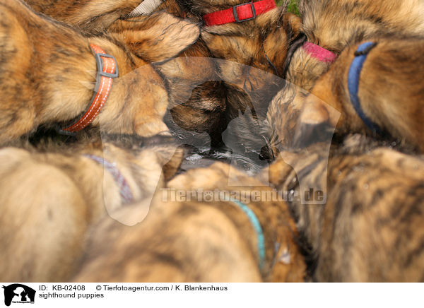 sighthound puppies / KB-02408