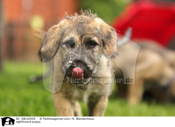 Irischer Wolfshund Welpe / sighthound puppy / KB-02409