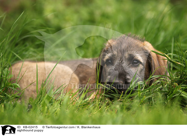 sighthound puppy / KB-02415