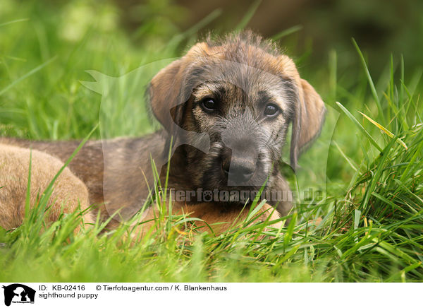 sighthound puppy / KB-02416