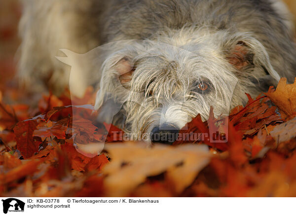 sighthound portrait / KB-03778