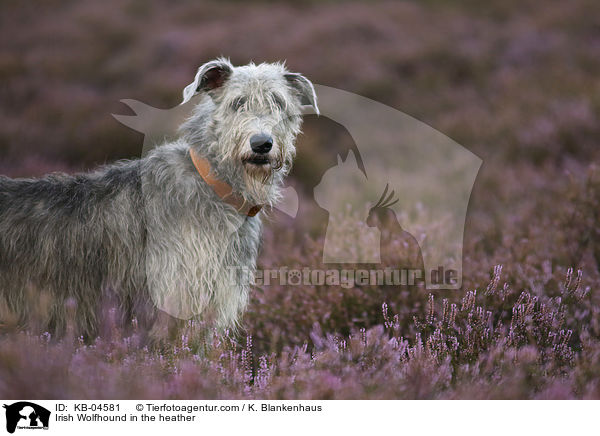 Irish Wolfhound in the heather / KB-04581