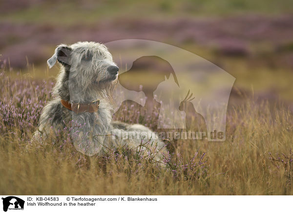 Irish Wolfhound in the heather / KB-04583