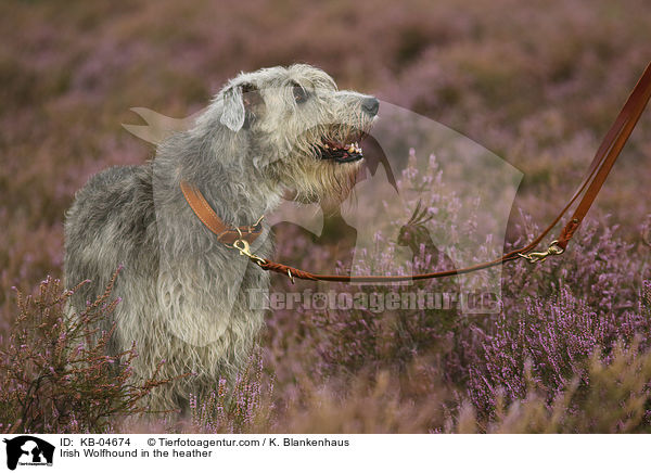 Irish Wolfhound in the heather / KB-04674