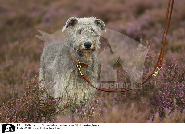 Irish Wolfhound in the heather / KB-04675