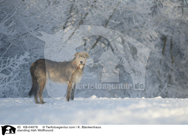 standing Irish Wolfhound / KB-04678