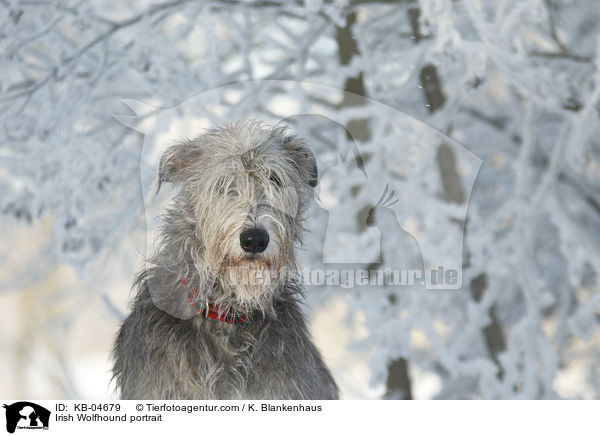Irish Wolfhound portrait / KB-04679