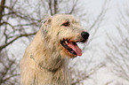 Irish Wolfhound Portrait