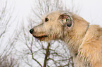 Irish Wolfhound Portrait