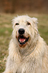 Irish Wolfhound Portrait