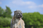 Irish Wolfhound Portrait