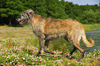 Irish Wolfhound