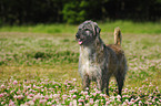 Irish Wolfhound