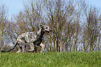 running Irish Wolfhound