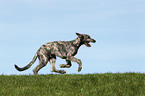 running Irish Wolfhound