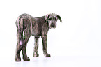 young Irish Wolfhound