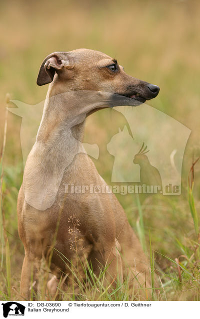 Italian Greyhound / DG-03690