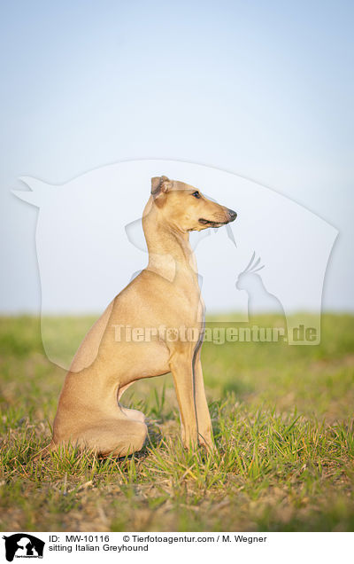 sitting Italian Greyhound / MW-10116