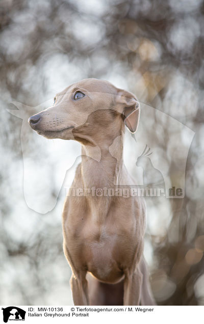 Italian Greyhound Portrait / MW-10136