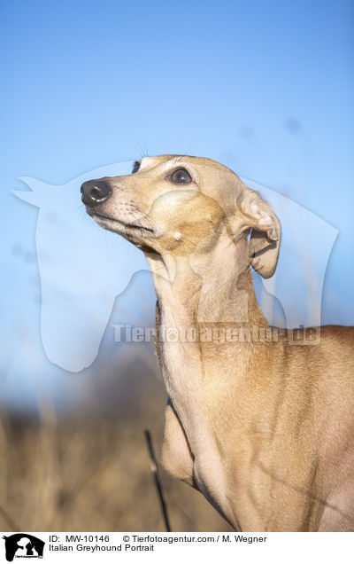 Italian Greyhound Portrait / MW-10146