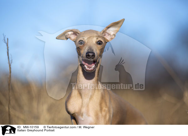 Italian Greyhound Portrait / MW-10159