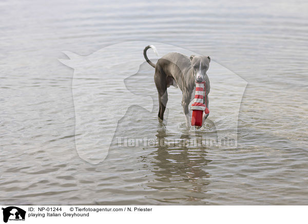 spielendes Italienisches Windspiel / playing Italian Greyhound / NP-01244