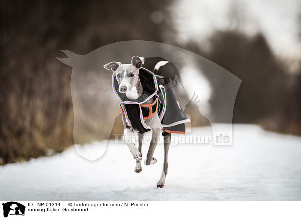 rennendes Italienisches Windspiel / running Italian Greyhound / NP-01314