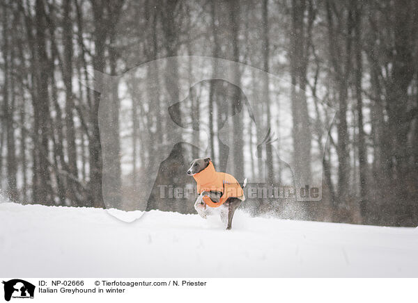 Italian Greyhound in winter / NP-02666