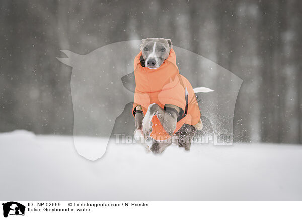 Italian Greyhound in winter / NP-02669