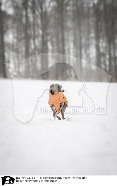 Italian Greyhound in the snow / NP-02753