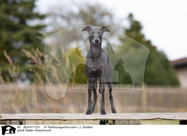 adult Italian Greyhound / JEG-01733