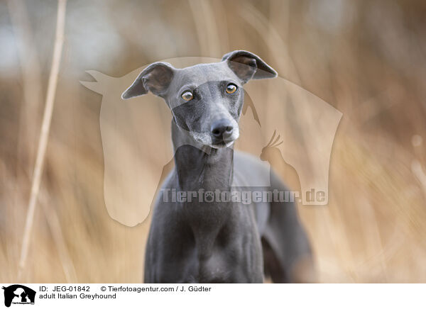 adult Italian Greyhound / JEG-01842