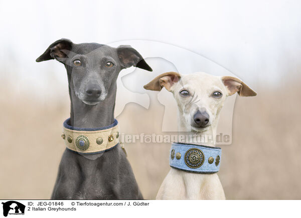 2 Italian Greyhounds / JEG-01846