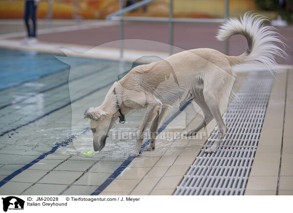 Italienisches Windspiel / Italian Greyhound / JM-20028