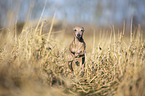 running Italian Greyhound