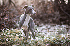 Italian Greyhound