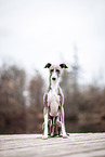 male Italian greyhound