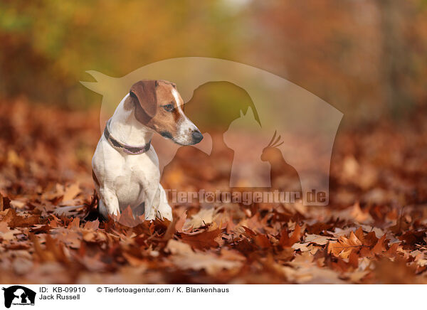 Jack Russell / Jack Russell / KB-09910